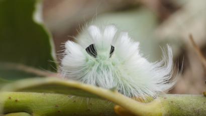 Bild: bkr
Die Raupe des Streckfußes ist sehr haarig.