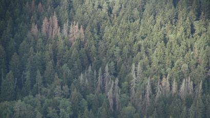 Bild: exb
Borkenkäfer: 32 größere Befallsherde hat die Bayerische Forstverwaltung bei ihrer Befliegung der Wälder des östlichen Landkreises entdeckt.
