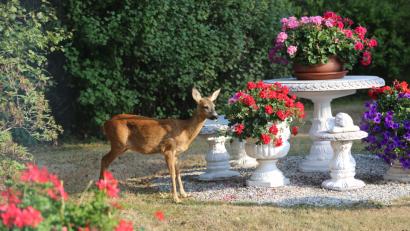 Bild: Werner Schübel
Das Reh war zum Geranien-Abendessen in den Garten der Familie Schübel gekommen.