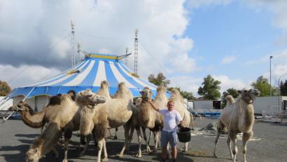 Bild: ubb
Die Kamele können außerhalb der Show in der Manege in ihrem Tierzelt besucht werden.
