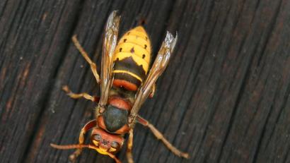 Bild: Karl-Josef Hildenbrand/dpa
Der trockene und warme Sommer hat im Landkreis Neustadt/WN und im Raum Weiden dafür gesorgt, dass Hornissen stark vertreten sind. Töten, umsiedeln, stören oder ihre Nester entfernen darf man nur in Ausnahmefällen mit Genehmigung der Unteren Naturschutzbehörden, denn die Tiere sind artenrechtlich geschützt. Für den Menschen sind sie ungefährlich, wenn sie in Ruhe gelassen werden.