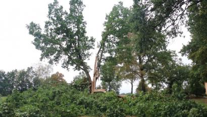 Bild: rpp
Am Ortsrand von Wolframshof, in der Nähe des alten Friedhofs, ist der Blitz in eine Eiche gefahren und hat sie in mehrere Teile gespalten.