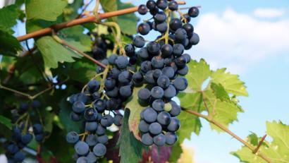 Bild: do
Prall und süß hängen die Weintrauben an den Reben. Welch edler Tropfen wohl aus den Früchten wird?