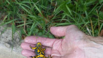 Bild: cv
Sehe ich nicht toll aus? Für einige Sekunden zeigt die Gelbbauchunke ihren gelb-schwarz gemusterten Bauch.