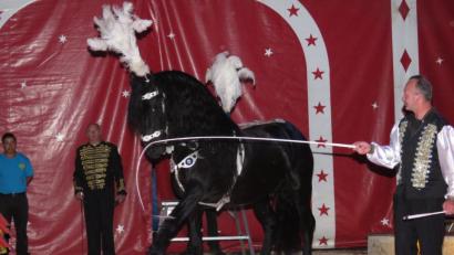 Bild: ubb
Zirkus Henry in Tirschenreuth