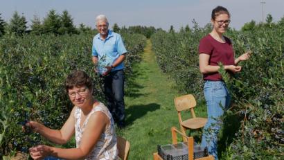 Bild: tr
Etwa acht Wochen lang sind Gertraud, Alois und Barbara Häckl (von links) mit der Heidelbeerernte beschäftigt. Die süßherben Früchchen werden ab Hof gekauft und gehen an hiesige Bäckereien.
