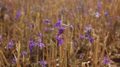 Bild: exb
Rittersporn