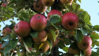 Bild: Archivbild: Petra Hartl
Dieses Jahr ist die Apfelernte üppig.