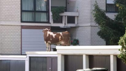 Bild: Dettenmeyer/SDMG/dpa
Über mehrere Stunden beschäftige am Dienstagvormittag ein Rindvieh die Polizei, weil das Tier in Maichingen bei Sindelfingen bei seiner Flucht aufs Dach einer Garagenanlage gestiegen war.