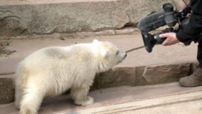 Bild: Alexander Unger
Eisbärin Flocke war der Liebling der Besucher im Nürnberger Tiergarten.
