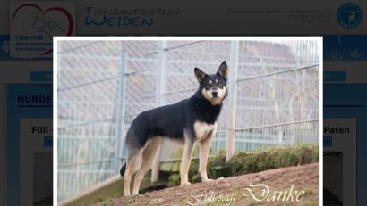 Bild: rg
Hund Füli.