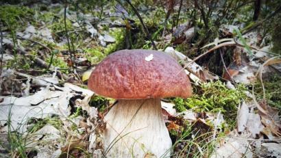 Bild: twi
Der Steinpilz wurde gefunden zwischen Kettnitzmühle und Neudorf.