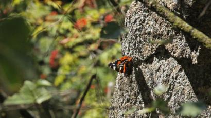 Bild: mp
Admiral auf einem Granitfelsen.