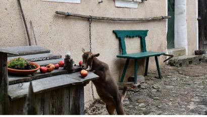 Bild: Petra Hartl
Die perfekte Idylle, inklusive Ziege - der Goglhof in Eberharsbühl (Landkreis Amberg-Sulzbach)