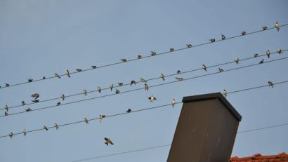 Bild: ck
Kurz nochmal ausruhen, bevor es dann gemeinsam auf die Reise gen Süden geht. Die Schwalben sammeln sich.