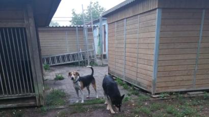 Bild: Mariele Junak
Füli (rechts) und Paul im Tierheim. Mit diesem Bild will Mariele Junak zeigen, wie Füli derzeit untergebracht ist. Das 300 Quadratmeter große Außengelände biete viel Auslauf.