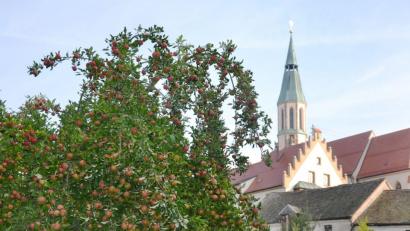 Bild: ck
Rotbackig und süß locken Äpfel in einem Garten in Pleystein. Im Hintergrund grüßt die Stadtpfarrkirche St. Sigismund.