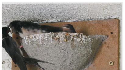 Bild: exb
In Karl Berrs Garten gibt es Schwalbennachwuchs. Aber wie das Spirchwort sagt: "An Mariä Geburt fliegen die Schwalben furt."