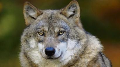 Bild: Marcus Bosch/dpa
Symbolbild.