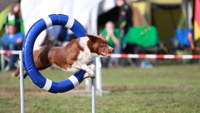 Bild: idu
Durch Reifen oder über Stangen springen, Rampen bewältigen, Slalom laufen - die Hunde absolvieren den Parcours mit Bravour.