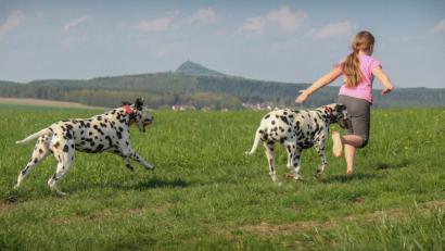 Bild: do
Nationale Bedeutung hat am Sonntag die Dalmatiner-Spezial-Ausstellung des Dalmatiner-Vereins Deutschland. Aus dem gesamten Bundesgebiet bewerben sich Züchter mit ihren getupften Schätzen um Schönheitsauszeichnungen und Zuchtzulassungen. Mit dabei sind auch die edlen Jungtiere aus dem Dalmatiner-Gestüt „Vom Klosterblick“ von Josef Kaufmann.