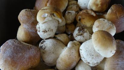 Bild: hou
Nach den Regenfällen der vergangenen Tage wachsen die Steinpilze.