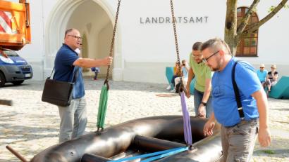 Bild: Huber, Stephan [Stephan Huber]
Lieferung frei Ecke Schiffgasse/Zeughausstraße vor dem Landratsamt: Am Donnerstag vergangener Woche platzieren (von links) Luftkünstler Wilhelm Koch, Kulturamtsleiter Reiner Volkert und der Schweizer Bildhauer Jean-Marc Gaillard dessen Werk „Gummiboot“. Schon da stößt die Skulptur auf das Interesse neugieriger Passanten.