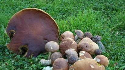 Bild: gpa
Die Schwammerl-Saison hat begonnen.