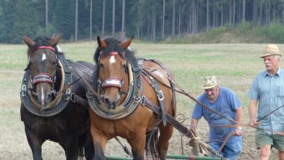 Bild: Ilse Hauer
Die Kaltblüter "Kuba" und "Sternchen" ziehen den Pflug. Joe Stangl und Theo Summer gehen hinterher.