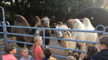 Bild: exb
Die Kinder bestaunen die Kamele in Eberhardsbühl und gehen dann weiter an den Genfer See, der gar nicht weit entfernt liegt.