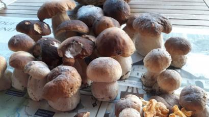 Bild: ms
So ein Kilo ist schnell zusammen, wenn der geübte Sammler sich auf den Weg macht. Doch Waldgänger aus dem Landkreis Neustadt haben nichts zu befürchten, wenn sie mal mehr Pilze aus dem Wald mitnehmen. Bayern gibt kein explizites Höchstmaß an, anders als Baden-Württemberg.