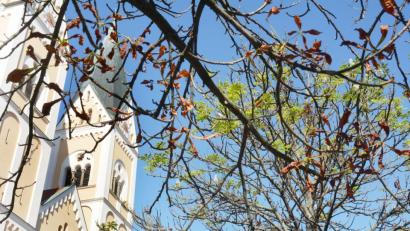 Bild: Gabi Schönberger
Rot-grüne Koalition auf der Allee: Während ein Teil der Blätter abstirbt, blühen andere auf.