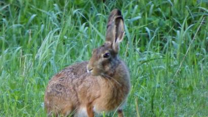 Bild: Archivbild: Thomas Dobler
Wenn ein Hase Gefahr wittert, spitzt er die Löffel (Ohren), und dreht sie in alle Richtungen, um Gefahren besser wahrzunehmen.