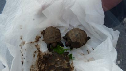 Bild: rlö
Kaum aus dem Ei, schon geht's ans Fressen: Dieses Trio zeigt einen gesunden Appetit auf Grünzeug.
