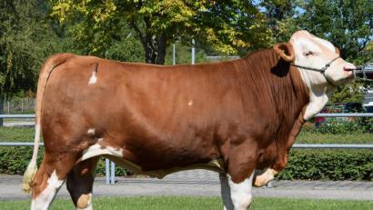 Bild: exb/Traxinger
Bildunterschrift:

Der Betrieb Götz aus Großalfalterbach im Landkreis Neumarkt züchtete diesen Jungbullen des Bullenvaters „ETOSCHA“ (Kat.Nr. 1), der beim letzten Zuchtviehmarkt in Schwandorf zum Prüfungseinsatz an die Besamungsstation CRV-Deutschland überstellt wurde.