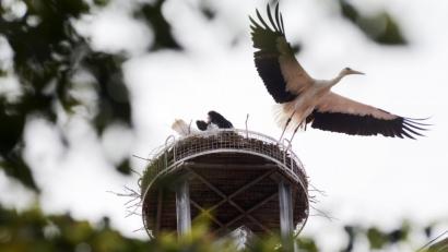 Bild: Gabi Schönberger
Auch der letzte Storch, der Altvogel, hat am Wochenende den Horst in Weiden verlassen. Das hat die Storchenbetreuerin daran erkannt, weil der Altvogel als einziger beringt ist.