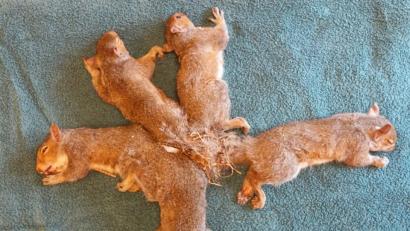 Bild: Wisconsin Humane Society
Die fünf Eichhörnchen vor dem Eingriff.