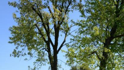 Bild: bey
Den Bereich unter den Bäumen wollen die Gymnasiasten umgestalten.