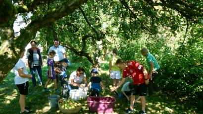 Bild: rn
Unter Apfelbäumen finden sich die Mädchen und Buben zur nächsten Veranstaltung der Streuobstaktion des Obst- und Gartenbauvereins ein. Ernten ist angesagt
