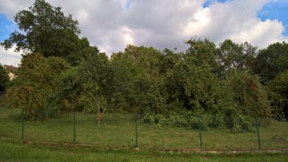 Bild: rpp
Dicht an Dicht hängen die Äpfel an den Bäumen am Ortseingang in Neustadt am Kulm und ziehen deren Äste zum Teil bis auf den Boden.