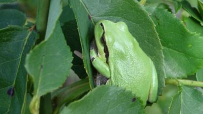 Bild: hou
Der Laubfrosch bei seiner Kletterpartie.