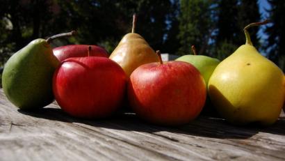Bild: B. Ströll
Zusammenstellung üblicher Sorten aus dem Obstgarten.