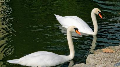 Bild: tu
Der Schwan (vorne) und das Weibchen verstehen sich auf Anhieb prächtig.