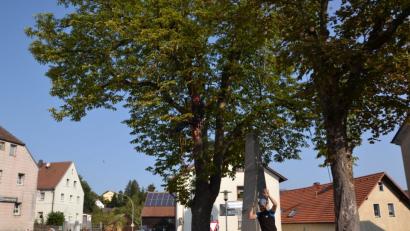 Bild: gi
Bei einer Baumpflegemaßnahme geht es den beiden Bäumen am Kirchplatz in Burgtreswitz an die Krone.