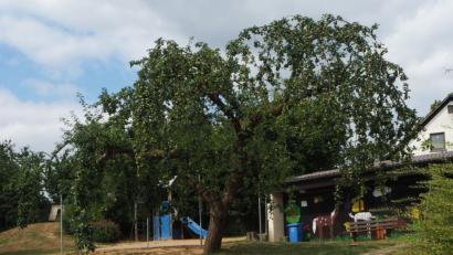 Bild: gz
Schwer zu tragen hat in diesem Jahr der Apfelbaum im Kindergarten.