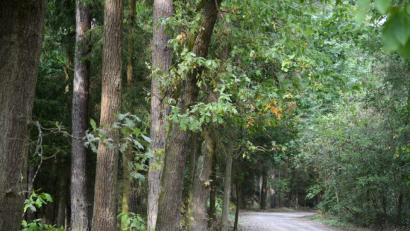 Bild: Gabi Schönberger
Ein paar 100 Meter weg von der Stelle, an der eventuell ein Hund angeschossen worden ist, fand die Polizei Zielscheiben im Wald. Der Ort ist unweit von Altenstadt entfernt.