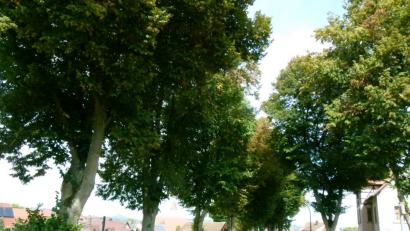 Bild: rn
Bürgermeister Peter Lehr: "Für die Bäume an der Bahnhofstraße besteht ein Baumkataster. Sie werden regelmäßig überprüft."