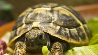 Bild: Jens Schierenbeck/dpa
So sieht sie aus, eine Griechische Landschildkröte. Ein Altenstädter vermisst sie seit Donnerstag.