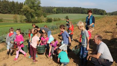 Bild: gru
Die Kinder auf dem Feld beim Erdäpfel suchen und ernten.
