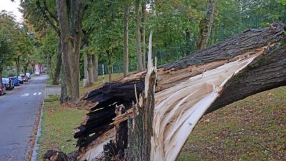 Bild: Gabi Schönberger
Die alte Linde hält dem Sturm am Sonntagabend nicht stand.